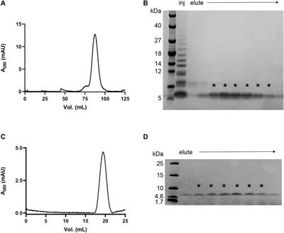 Surface-Catalyzed Secondary Nucleation Dominates the Generation of Toxic IAPP Aggregates